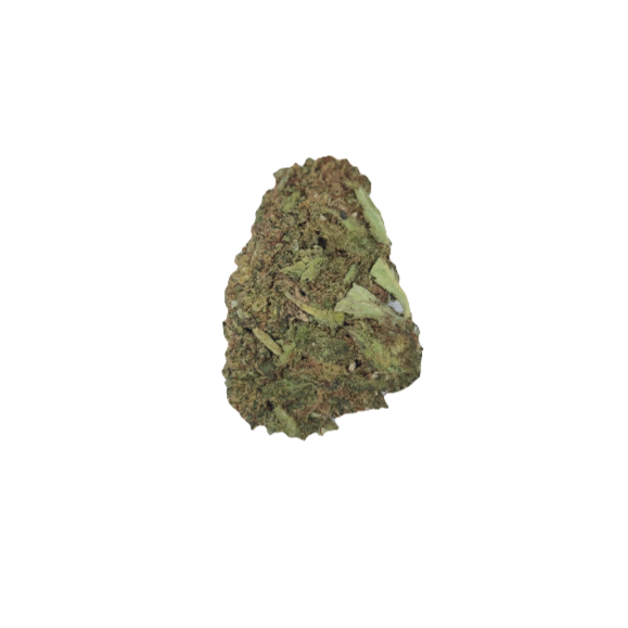 Single bud of Biscotti CBD / hemp flower