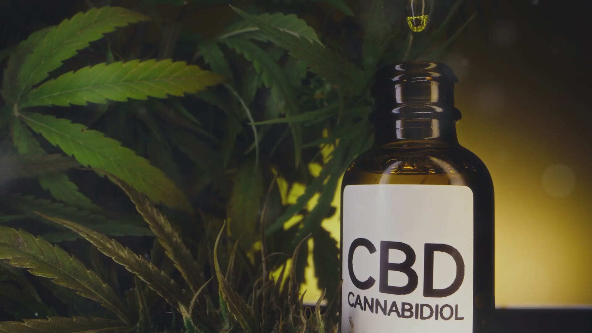 Load video: Surgeons full spectrum CBD &amp; cannabinoid extracts. What is full spectrum CBD?